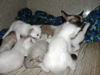 mamma alimmaisena