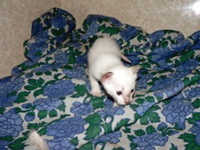 pentu 4