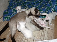 mamma hoitaa