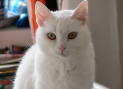 maija